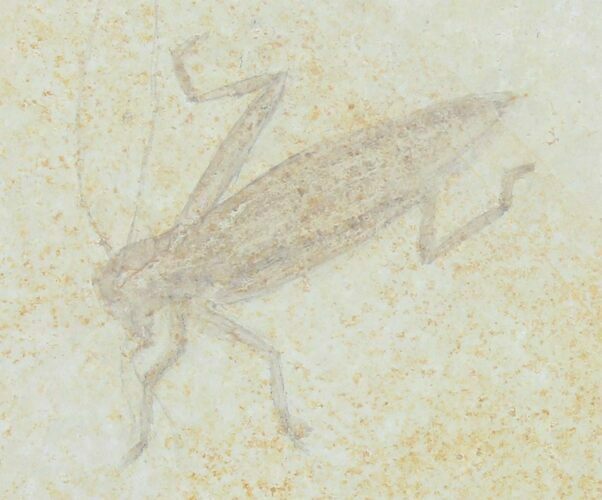 Detailed Fossil Locust (Pycnophlebia) Pos/Neg - Solnhofen #38932